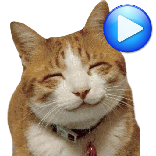 Sticker for whatsapp #sticker #catpicture #funnyvideos #cat