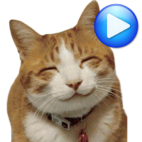 Анимированные WAstickerApps коты и котята Наклейки