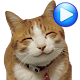 ANIMATED WAstickerApps Cats and kittens Stickers Download on Windows