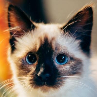 Android application Cats Sliding Puzzle screenshort
