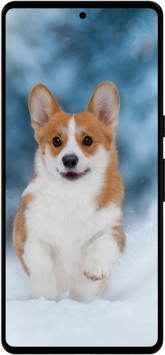 Corgi Dog Wallpapers Screenshot 3 - AppWisp.com