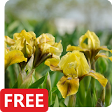 Iris Flowers Live Wallpaper FREE icon