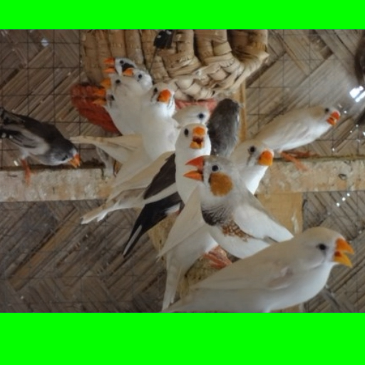 Sounds of birds Zebra Finch Kicauاصوات فناكر فينيش