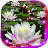 Lotos Lily Water LWP icon
