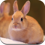 Cover Image of Download Rabbit Wallpaper 4K  APK