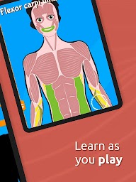Human Anatomy - Body parts