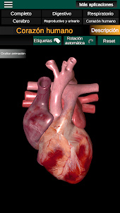 Órganos internos 3D (Anatomía)