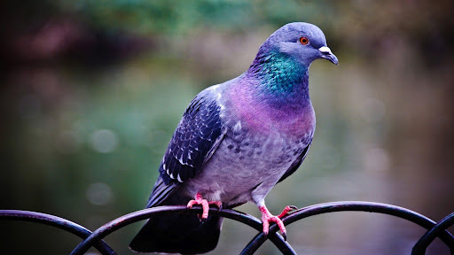 Pigeon Wallpapers