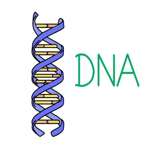 Deoxyribonucleic Acid (DNA)のおすすめ画像1
