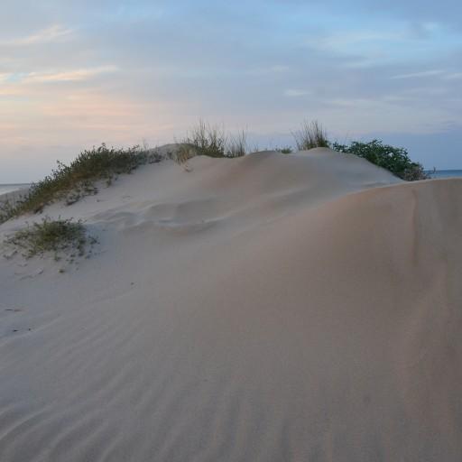 DUNAS - FAUNA Y FLORA