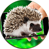 Hedgehog On Hands Screen Fun icon