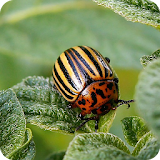 Insect pests icon