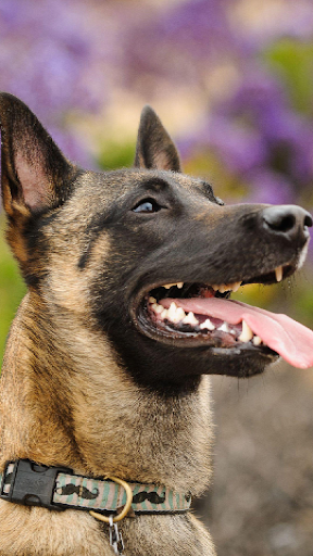 Belgian Malinois Wallpapers Screen 3
