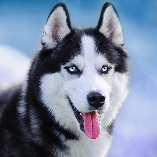 Talking Siberian Husky 1.9.8 Icon