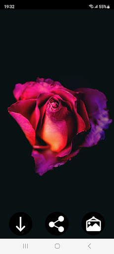 Rose Wallpapers Screenshot 3 - AppWisp.com