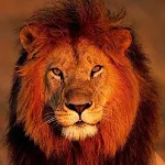 Cover Image of ダウンロード LION'S Wallpapers 1.0.1 APK