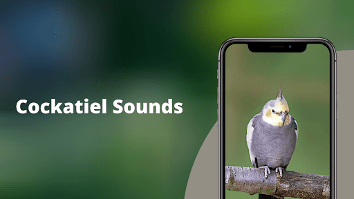 Android application Cockatiel Sounds screenshort