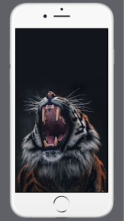 Leopard Wallpaper