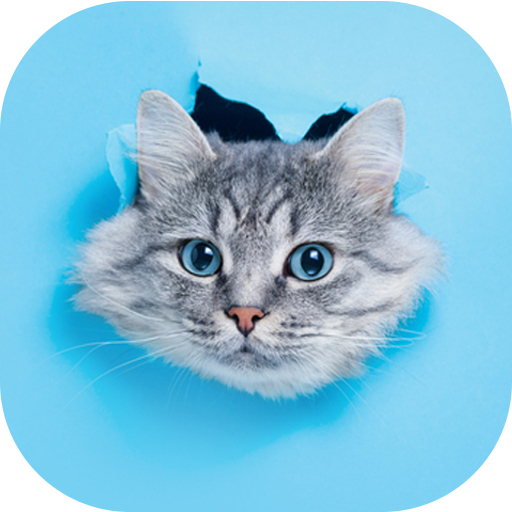 Kitten Wallpapers 4K