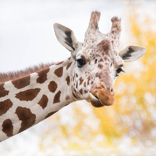 Giraffe Wallpaper HD - collect logo
