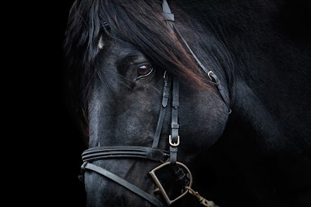 Screenshot 18 Caballo negro fondos de pantal android