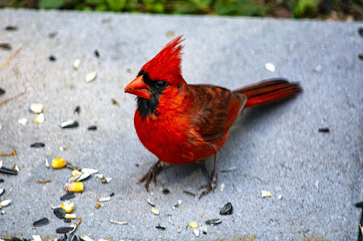 Android application Northern Cardinal Wallpapers screenshort