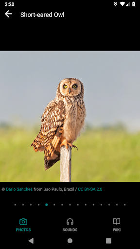 Screenshot of GoBird - Guide to Nearby Birds