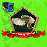 Master Burung Trucukan Mp3 icon