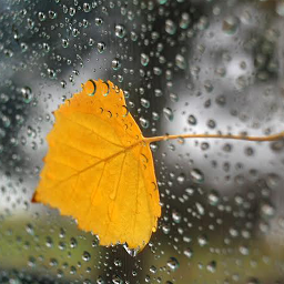 Icon image For Xperia Theme Autumn