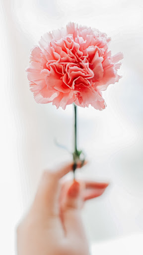 Carnation Wallpaper Screen 2