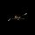LEAP
