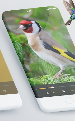 Goldfinch Bird calls Screen 2