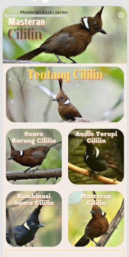 Masteran Cililin Juara Offline Screen 2