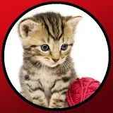 Babies love cats icon