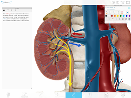 Human Anatomy Atlas 2021: Complete 3D Human Body 2021.2.27 poster 19