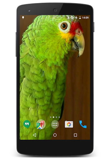 Android application Parrots Video Live Wallpaper screenshort