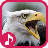 Eagle Sound Effect & Ringtone icon
