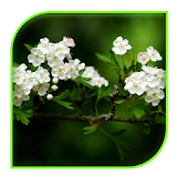 white flowers Live wallpaper icon