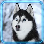 Cover Image of Download Husky Snow  APK
