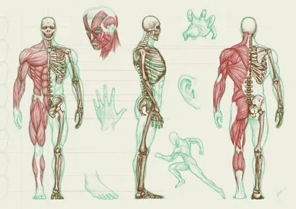 Anatomía humana - Apps en Google Play