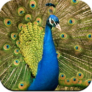 Top 30 Personalization Apps Like Peacock Wallpaper HD - Best Alternatives