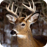 Deer Hunting Calls icon