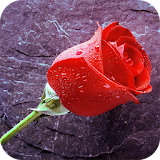 Rain Rose Live Wallpaper icon