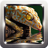 Gecko Lizard Wallpapers icon