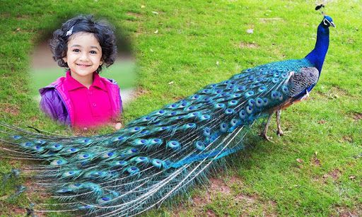 Peacock Photo Frames Screen 3