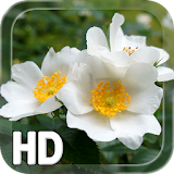 Flower Nature LWP icon