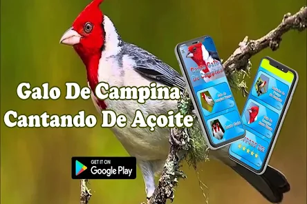 Canto De Papa-Capim Fêmea – Apps no Google Play