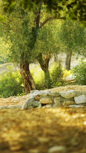 Forest Live Wallpaper Screen 3