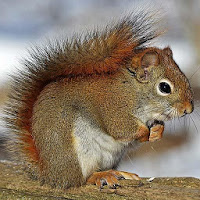 Squirrel Sounds - Ringtone,Alarm  Notification