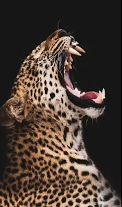 Leopard wallpaper hd